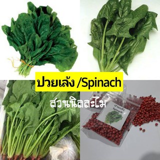 เมล็ดพันธุ์ปวยเล้ง(Spinach) ผักป๊อบอาย ประมาณ 200*250เมล็ด