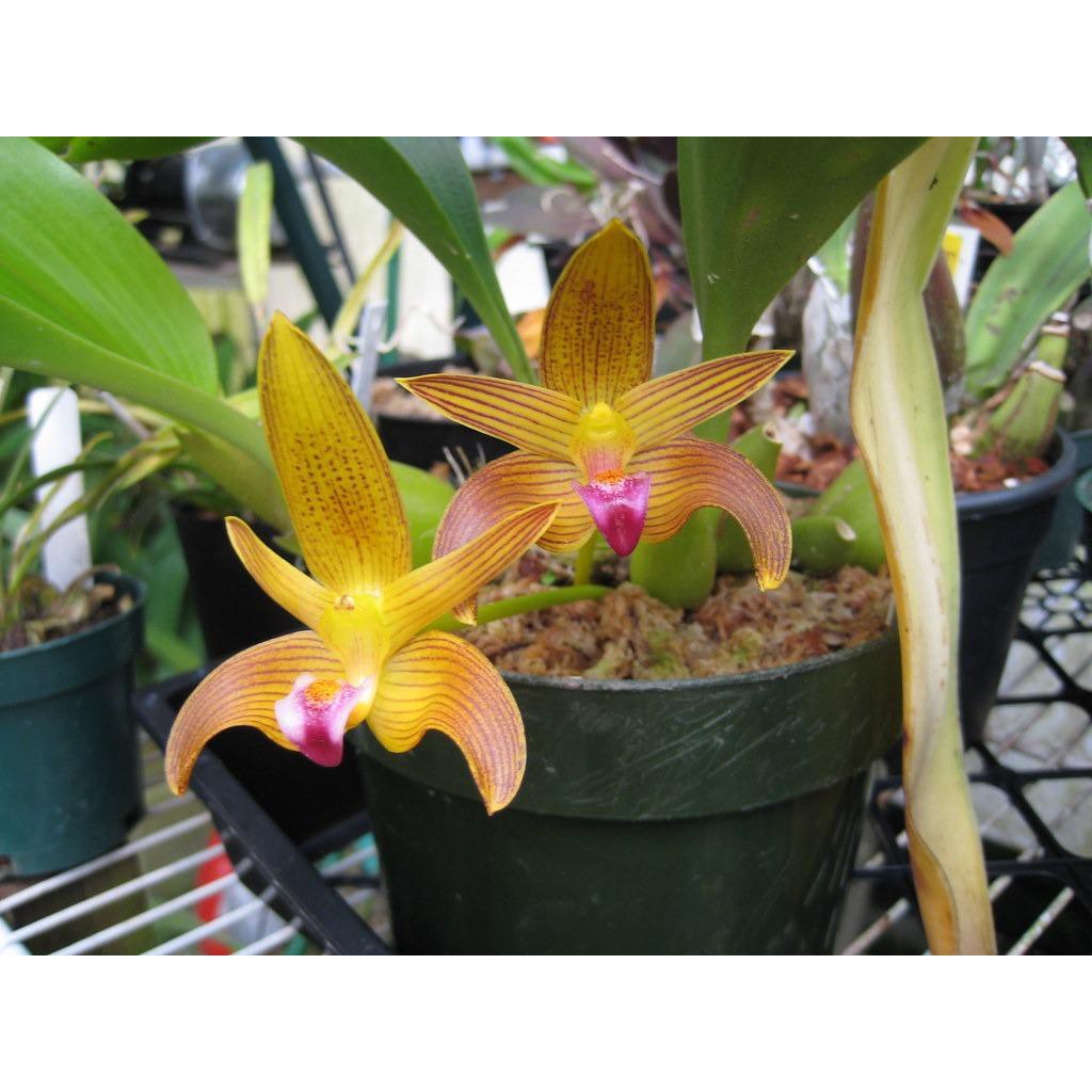 กล้วยไม้ดอกสวย Bulbophyllum claptonense 1 ต้น