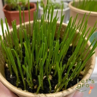 [หญ้าแมว] ชุดพร้อมปลูกต้นอ่อนข้าวสาลี Let’s grow📌📌ลดราคาพิเศษ 🎉พร้อมโค้ดส่วนลด‼️