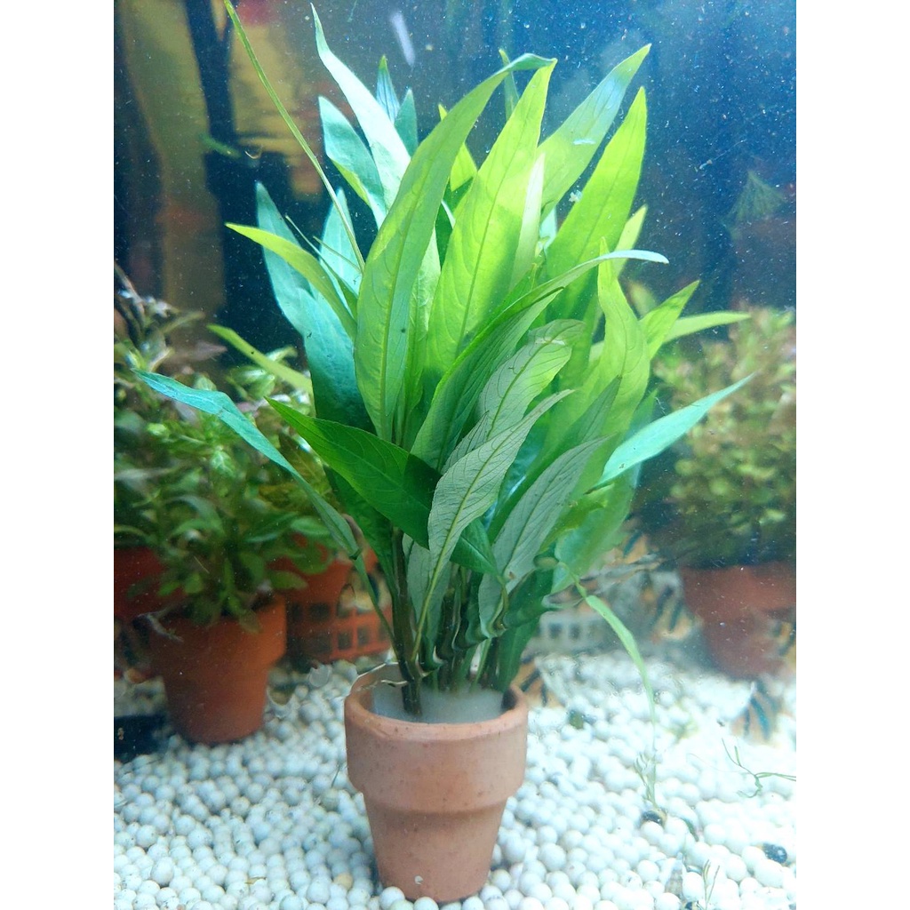 ต้นไม้น้ำ ไม้น้ำตู้ปลา สติกต้า 1 กระถาง ส่งพร้อมกระถาง (มี 6-7 ก้าน)