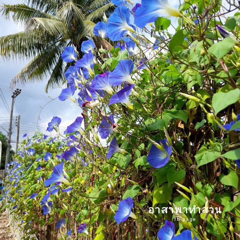 🌿เมล็ดพันธุ์ต้น Morning Glory หรือ ผักบุ้งฝรั่ง 50เมล็ดจ้า