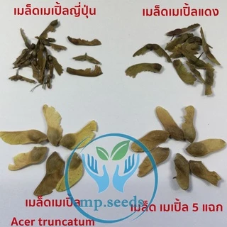เมล็ดเมเปิ้ล 30 เมล็ด เมล็ดใหม่ พ.ย. 2025 ***ศึกษาวิธีเพาะได้ในรายละเอียดสินค้า****