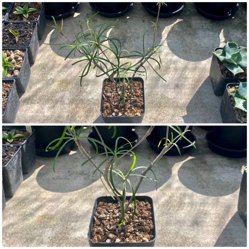 Euphorbia hedyotoides