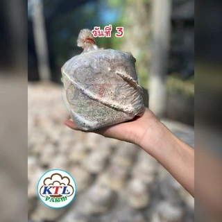 ก้อนเชื้อเห็ดแครงหรือเห็ดตีนตุ๊กแก 4 ก้อน
