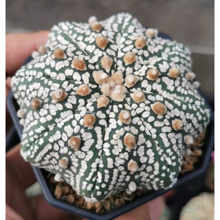 แอ​สโตร​ไ​ฟตั้​ม เว้าสวยมากๆ  #แคสตัส castus​ astrophytum แอสโตร แอสโตร​ไ​ฟตั้​ม แอสโตรไฟตัม กระบองเพชร แอสโตรวี super