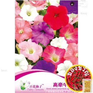 GNC - Fairy Flowers Flower Seeds Thunbergia ErectaBiji Benih ร้อยดอกไม้นางฟ้าสูงผักบุ้งเมล็ด F058苹果/seeds/通心菜/文胸/种子/内裤/木