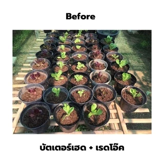 ปุ๋ยหมักคุณภาพสูง (1kg) ปุ๋ยหมัก ปุ๋ยอินทรีย์ เร่งดอก เร่งราก ดูแลลำต้น บำรุงดิน