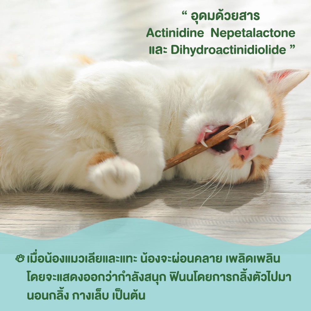 ✨New✨ไม้มาทาทาบิ ออร์แกนิค ช่วยขัดฟัน ปลอดภัย 100% ช่วยทำให้แมวผ่อนคลาย ลดความเครียด #P026