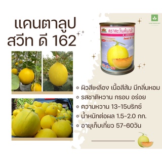 ใหม่! แคนตาลูป สวีท ดี 162 20กรัม D162 เปลือกเหลือง เนื้อส้ม ตราตะวันต้นกล้า สวีทดี162