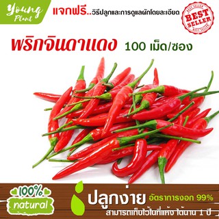 เมล็ดพันธุ์ พริกจินดาแดง 100เมล็ด อัตราการงอก95% (แถมฟรี!!! เมล็ดผักกวางตุ้ง500 เม็ด) ปลูกง่าย เมล็ดคุณภาพ เก็บไว้ได้1ปี