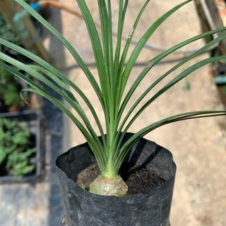 ต้นกล้าแซ่ม้า พันธุ์นอก (Beaucarnea recurvata) 🌱 สูง 18-20 ซม. ใบเรียวกว่าทั่วไปสวยมาก