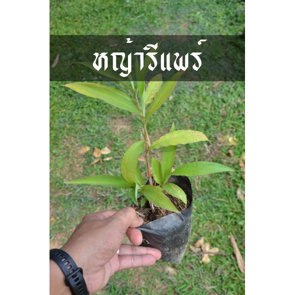 หญ้ารีแพร์อันโด่งดัง พร้อมให้เป็นเจ้าของแล้ว ต้นสวย ไซด์น่ารักพร้อมปลูก