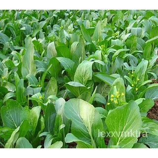 Buy 1 Free 1 500 seeds Hong Kong Choy Sum Sawi Hong Kong ฮ่องกงกะหล่ำปลีEasy to grow Genuine seeds香菜/苹果/生菜/向日葵/帽子/通心菜/文胸