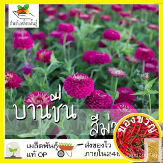 เมล็ดพันธุ์ ดอกบานชื่น สีม่วง 100 เมล็ด Purple Prince Zinnia Seed เมล็ดพันธุ์แท้ นำเข้าจากต่างประเทศ ปลูกผัก สวนครัวบุรุ