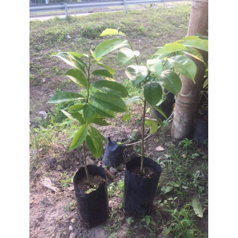 ทุเรียนเทศเพาะเมล็ดรุ่นใหม่ พร้อมปลูก