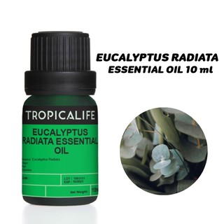 EUCALYPTUS RADIATA ESSENTIAL OIL 10 ml