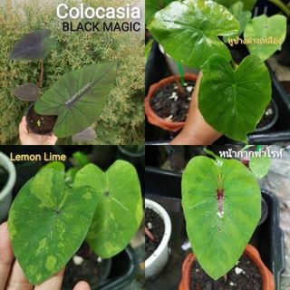 🌱Colocasia Blackmagic​ แบล็คเมจิก โคโลคาเซีย,หน้ากากฟาโรห์,mask หูช้างด่างเหลือง Alocasia gageana  หูช้าง