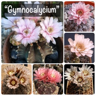 เมล็ดพันธุ์ กระบองเพชร🌵”Gymnocalycium” (ยิมโนคาไลเซียม) ดอกสวย🌸