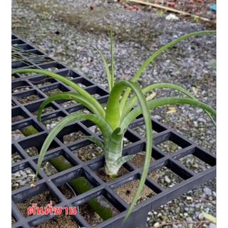 Tillandsia flexuosa elatior virenทิลแลนด์เซียต้นออกตามช่อดอก