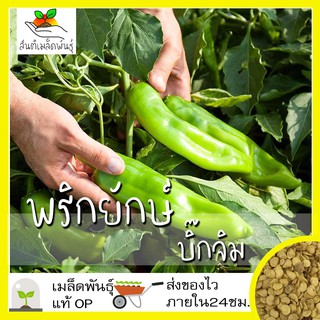 เมล็ดพันธุ์ พริกยักษ์ บิ๊กจิม 30 เมล็ด Big Jim Giant Pepper Seed เมล็ดพันธุ์แท้ นำเข้าจากต่างประเทศ ปลูกผัก ปลูกง่าย