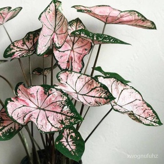 （คุณภาพสูง เมล็ด）บอนสี 100เมล็ด Mixed Colors Caladium Seeds Flower Seeds ต้นไม้ฟอกอากาศ ต้นไม้ประดับ เมล็ดดอกไม้ บอนสี พ