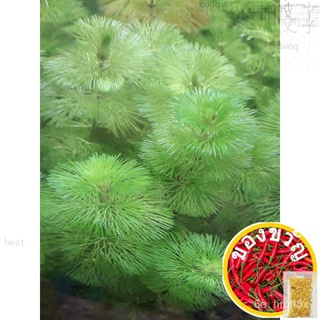 Cabomba green and red submerged low tech aquatic plant for aquariums and ponds木瓜/玫瑰/种子/儿童/文胸/向日葵/裙子/母婴/手链/苹果/ N9MY