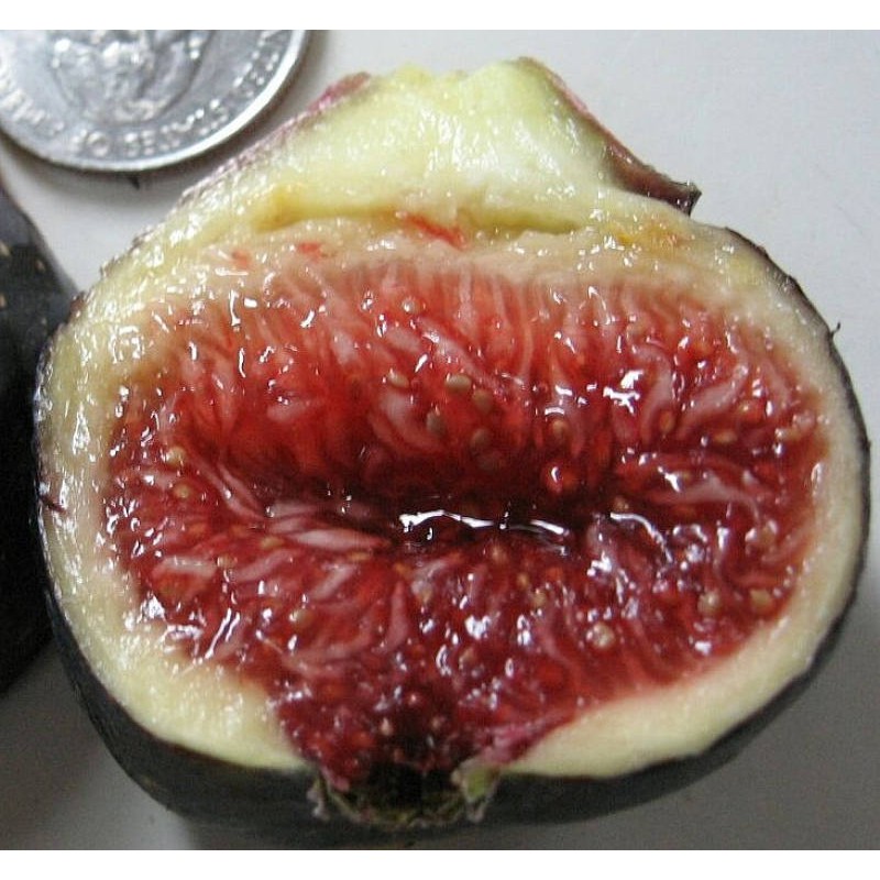 Figs ต้นมะเดื่อฝรั่ง พันธุ์ Black Maderia (BM)  จัดส่งเป็นต้นไม่ใช่กิ่งชำ จัดส่งพร้อมกระถาง 6 นิ้ว