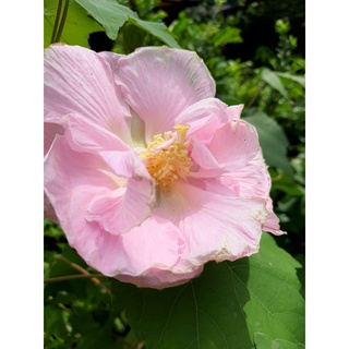 ต้นพุดตาล กระถาง 11 นิ้ว ต้นสูง 70 ซม พุดตาน (Pud Tan) Cotton rose Hibiscus mutabilis สามารถเปลี่ยสีได้ 3 สี