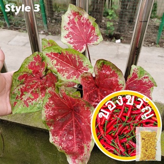 [ผู้จำหน่ายเมล็ดพันธุ์]20pcs Rare Plant Caladium Bicolor Seeds Bonsai Plant Seeds 50 เมล็ด (ไม่ใช่พืช)