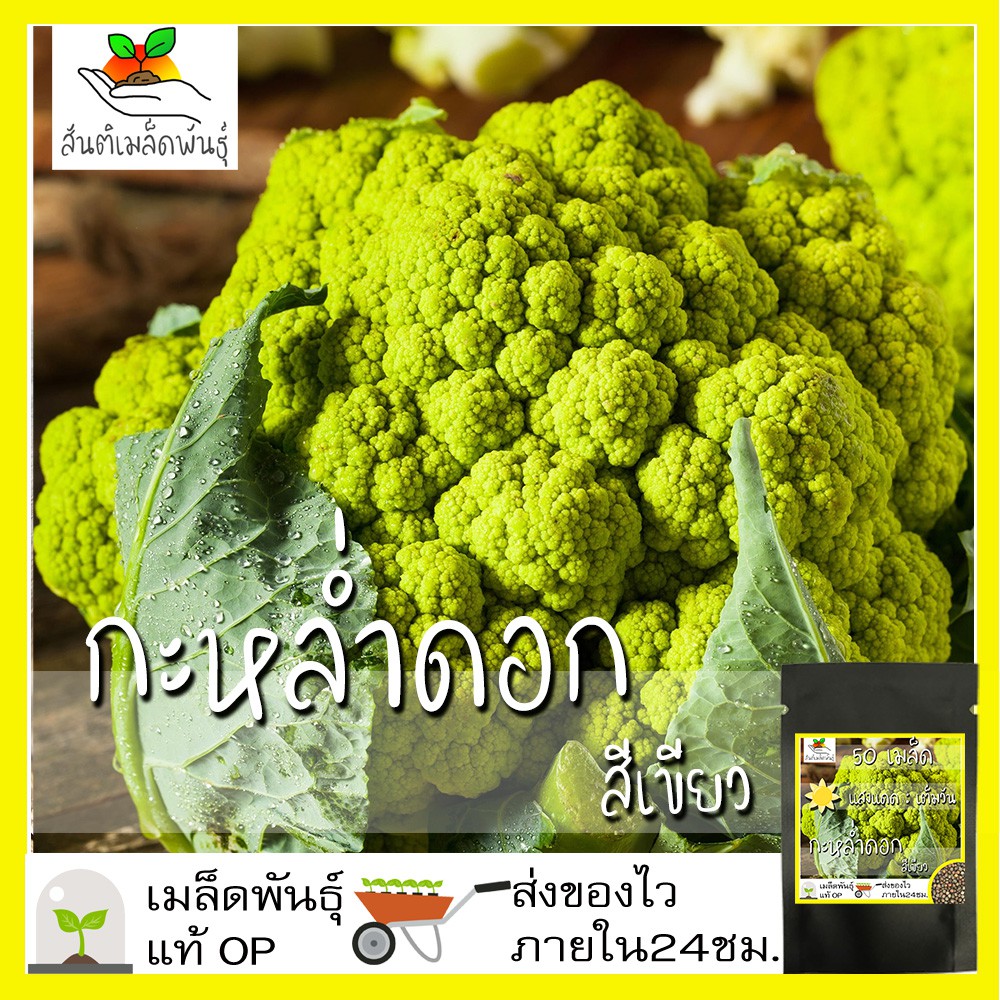 เมล็ดพันธุ์ กะหล่ำดอก สีเขียว 50 เมล็ด Green Cauliflower F1 seed เมล็ดพันธุ์แท้ นำเข้าจากต่างประเทศ 
