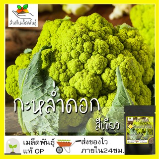 เมล็ดพันธุ์ กะหล่ำดอก สีเขียว 50 เมล็ด Green Cauliflower F1 seed เมล็ดพันธุ์แท้ นำเข้าจากต่างประเทศ ปลูกผัก สวนครัว