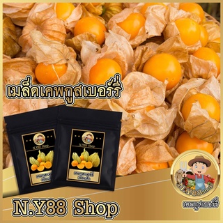 5แถม1เมล็ดเคพกูสเบอร์รี่หวาน 300 เมล็ด โทงเทงฝรั่ง  เมล็ดพันธุ์แท้คุณภาพ รสชาติหวานอมเปรี้ยว ปลูกได้ทั่วทุกภาคของไทย