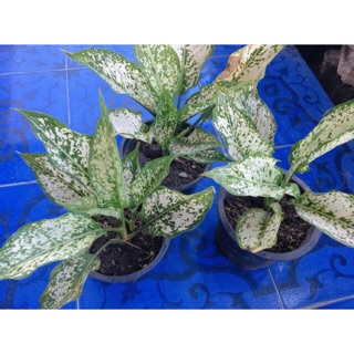 ต้นไม้มงคล เพชรน้ำหนึ่ง Aglaonema ต้นไม้ฟอกอากาศ ต้นไม้เสริมดวง ต้นไม้ปรับฮวงจุ้ย ต้นไม้แต่งโต๊ะทำงาน ต้นไม้แต่งบ้าน