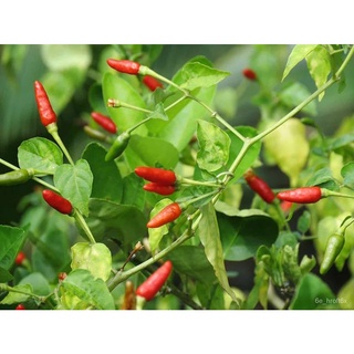 Siling Demonyo Seeds/Super Hot - 1pack 50pcs Seedsสวน/พาสต้า/ดอกทานตะวัน/แอปเปิ้ล/สร้อยข้อมือ/คื่นฉ่าย/แม่และเด็ก/ผักกาด