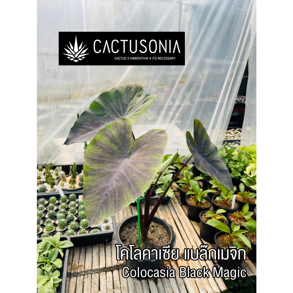 โคโลคาเซีย แบล๊กเมจิก Colocasia Black Magic โคโลคาเซีย อโลคาเซีย Colocasia &amp; Alocasia