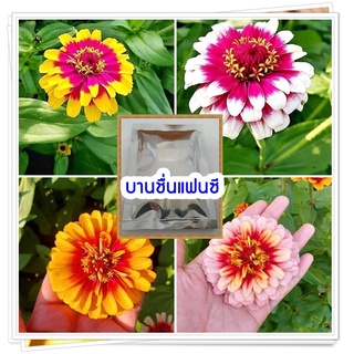 เมล็ดบานชื่นแฟนซีกลีบซ้อนคละสี300 เม็ด/ซอง