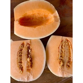 เมล็ดพันธุ์ แคนตาลูป สวีท D25 ตราตะวันต้นกล้า ลอตใหม่