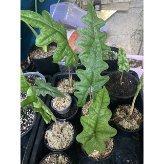 Alocasia Jaclyn sp from Sulawesi