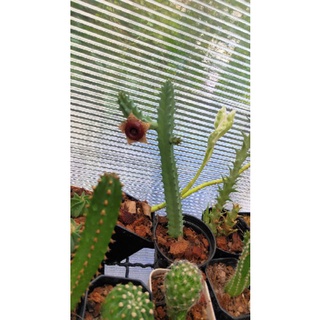 Huernia zebrina มีราก