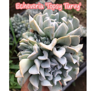 Echeveria Topsy Turvy