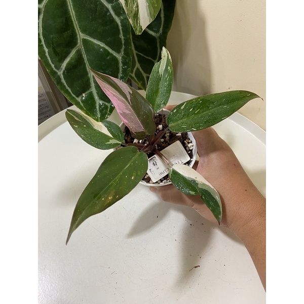 Philodendron pink princess/Philodendron pink princess marble