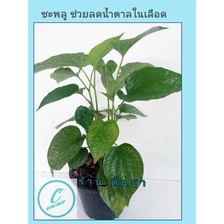 ต้นใบชะพลู ผักนางเลิด พืชสมุนไพร มากสรรพคุณ