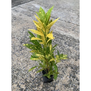 ต้นโกสน พันธุ์ใบขนุน ไม้มงคล สูง 15 ซม Patsorntree (สั่งซื้อ3ต้นส่งให้4ต้นจร้า)
