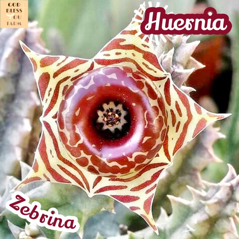 [เก๋งจีนดอกโดนัท] Huernia Zebrina ส่งพร้อมกระถาง ไม้เลื้อย มีดอก เด็ดหน่อ ดอกสวย แคคตัส ดอกแปลก ทะเลทราย พืชอวบน้ำ