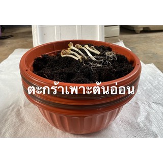 ตะกร้าเพาะต้นอ่อน 5ใบ 125บาท กว้าง30 สูง 10ซม.