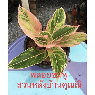 ต้นพลอยชมพู Aglaonema ในกระถาง9นิ้ว ต้นใหญ่  ไม้มงคลเสริมสิริมงค