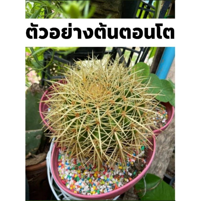 ถังทอง​ ไม้มงคล​ ​ส่งต้นกระถาง