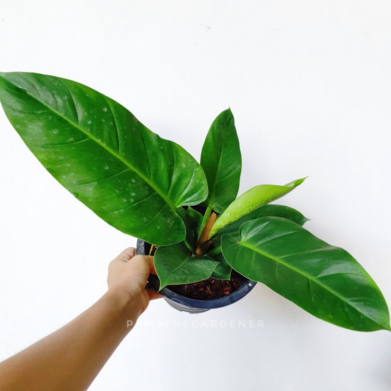 ต้นรวยทรัพย์ กระถาง 5-11 นิ้ว ต้นไม้มงคล