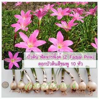 บัวดิน ฟัดจาร์พิ้งค์ (Z. Fadjar Pink) ดอกบัวดินสีชมพู 10 หัว