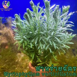 สาหร่ายฉัตร พร้อมกระถาง (myriophyllum verticillatum)🌱💦